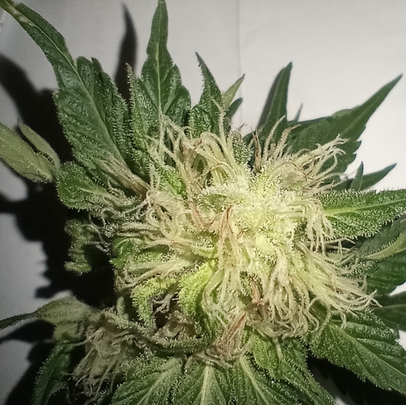 Meet your Posher, Harold - Picture 2 of 2